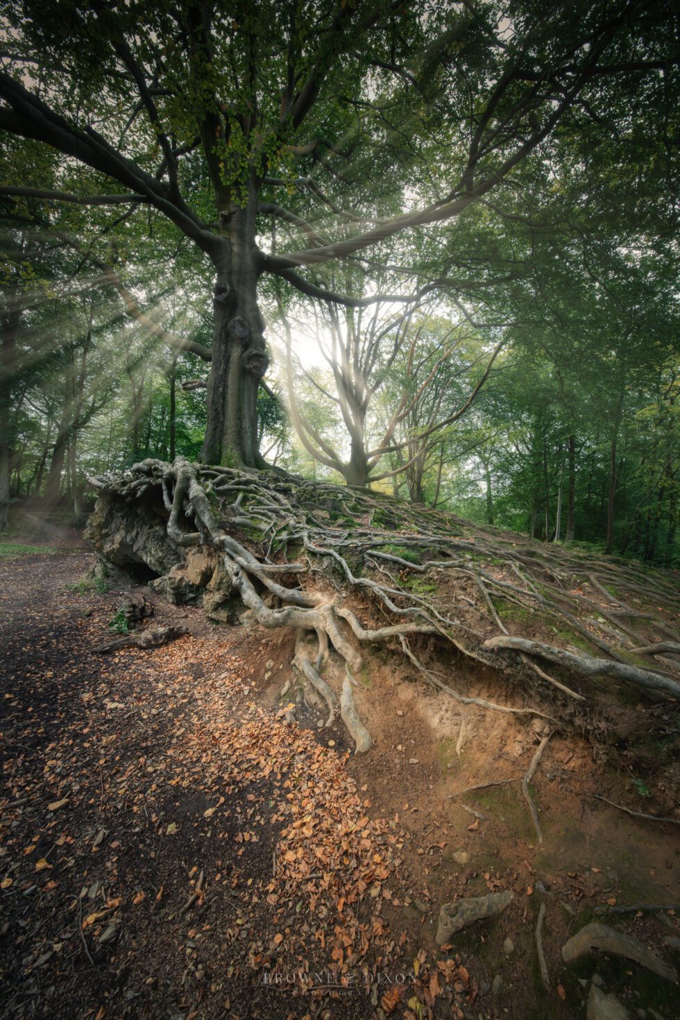 Gnoll Parkrun Photography