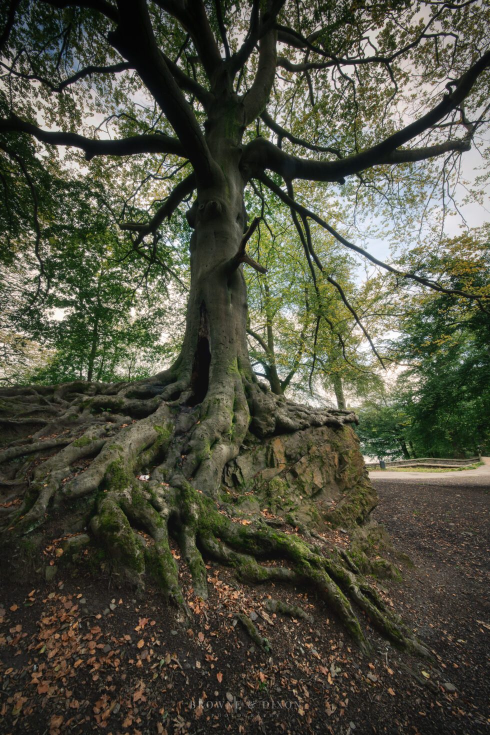 Gnoll Parkrun Photography